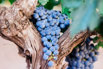 blue berries on tree