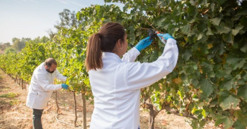 Viña Concha y Toro busca trabajadores: Revisa las ofertas laborales y cómo postular