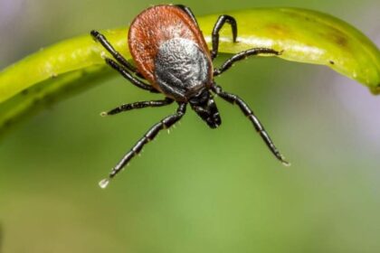 Repelentes naturales caseros para pulgas y garrapatas en mascotas