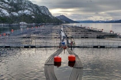 Quiebra de Nova Austral: los factores y consecuencias de su liquidación