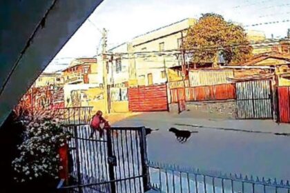 Jauría de perros ataca a mujer en San Antonio, Valparaíso