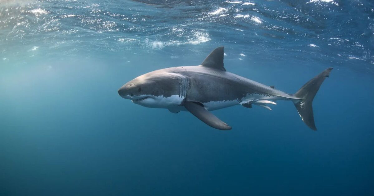 Buzo pierde la vida tras feroz ataque de tiburón en islas remotas de Nueva Zelanda