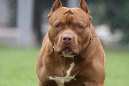 Tragedia en Talca: Ataque letal de un pitbull deja a una menor sin vida