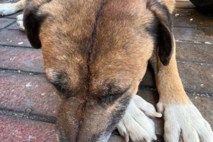 Hombre es imputado por maltrato animal tras atacar a un perro en Antofagasta