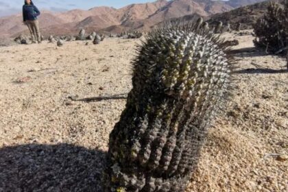 Ciudadano italiano es multado y expulsado de Chile por contrabando de casi mil cactus chilenos