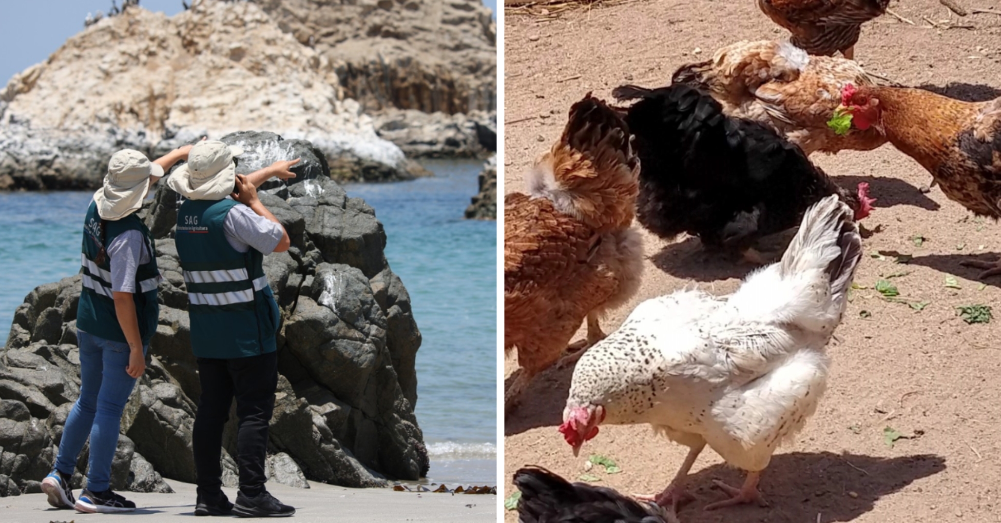 SAG Eleva Alerta por Influenza Aviar H5N1 e Intensifica Vigilancia Nacional