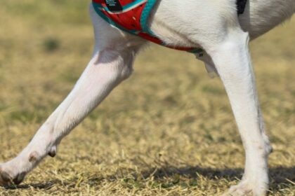 Acciones Legales por Maltrato Animal en Puerto Montt: Denuncias de Faenamientos y Mutilaciones de Mascotas