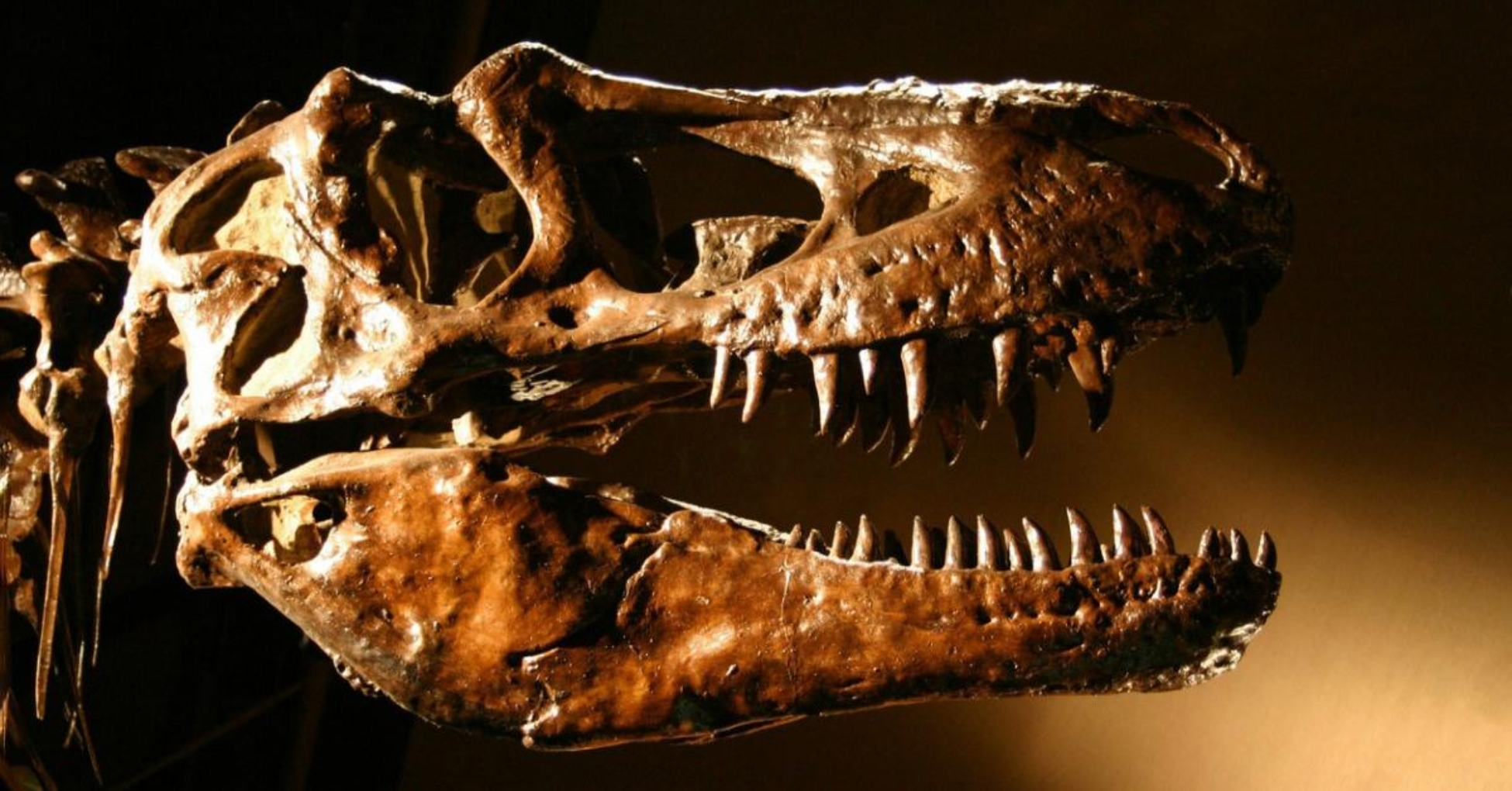 Hallazgo de fósil desafía teoría sobre el origen de los dinosaurios