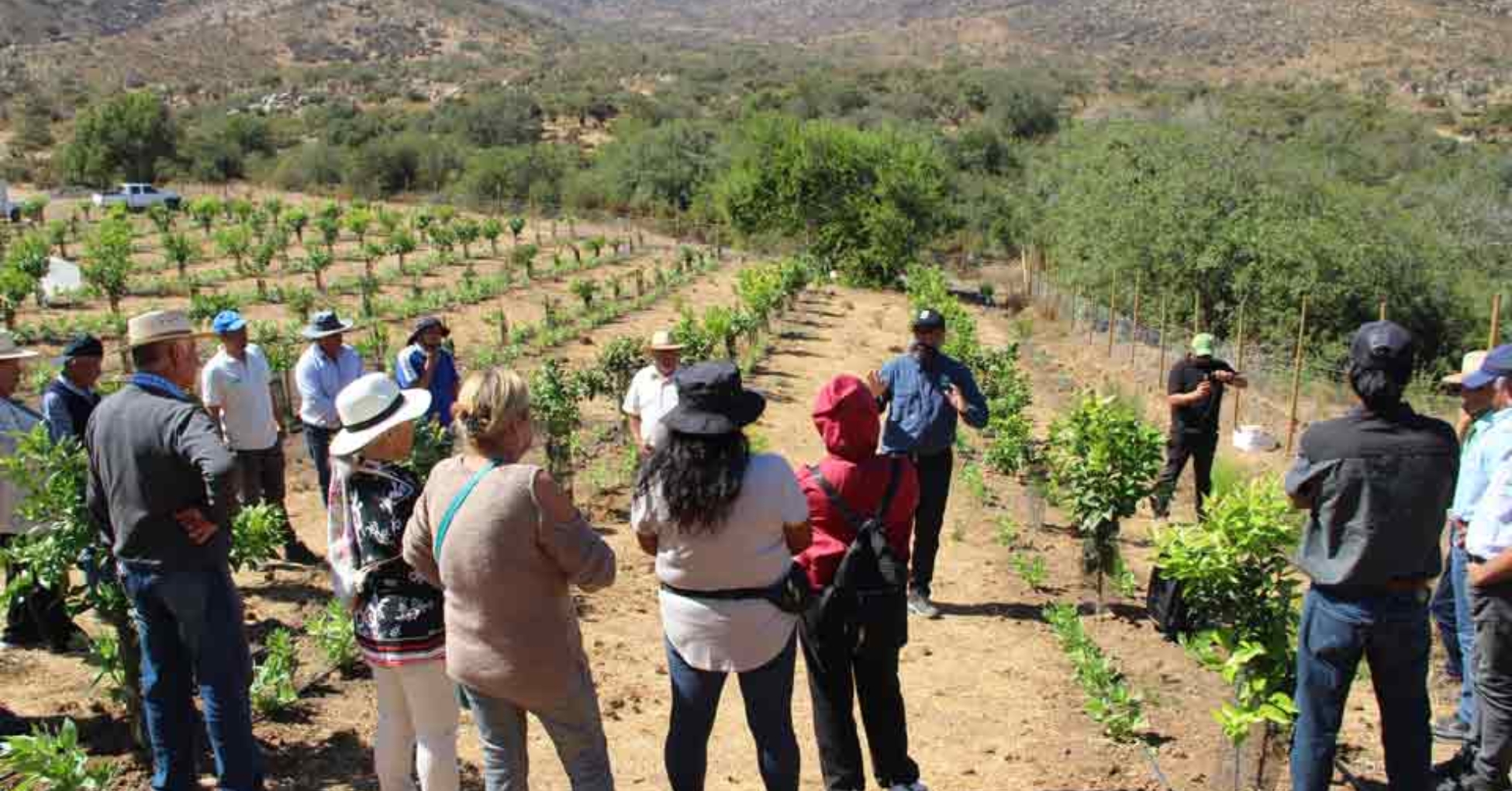 Seremi de Agricultura intensifica vigilancia de frutales en Los Ríos para prevenir plagas