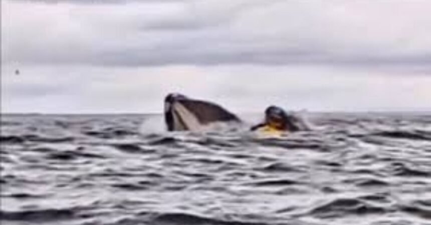 Increíble video: joven tragado por ballena y salva en Punta Arenas