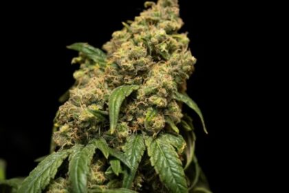 Los 4 efectos negativos del consumo frecuente de marihuana en el cerebro, según un nuevo estudio