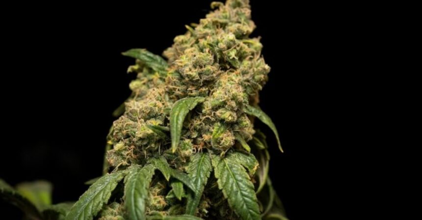 Los 4 efectos negativos del consumo frecuente de marihuana en el cerebro, según un nuevo estudio