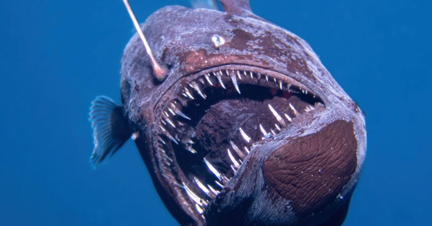 El misterio del pez diablo que emergió a la superficie y sorprendió al mundo