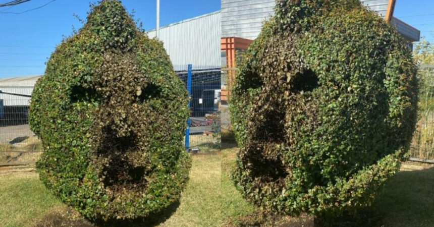 "Arbusto" Vidal en Talcahuano es vandalizado con fuego por desconocidos