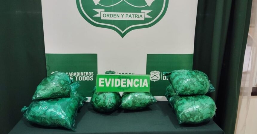Puerto Montt: Carabineros decomisa más de 3 kilos de hojas de coca en bus proveniente de Santiago
