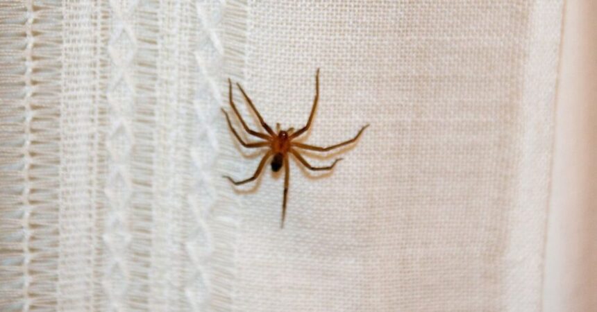 Araña de rincón: Cómo reconocerla y prevenir su picadura en casa