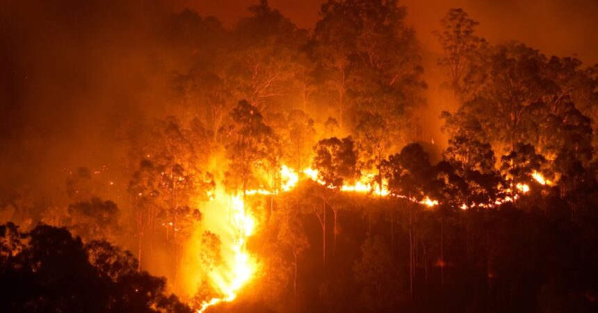 Incendios forestales: 75% de las investigaciones se cerraron sin responsables en 2024