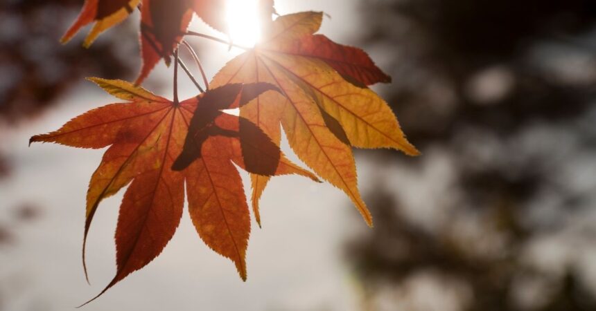 ¿Cuándo comienza el otoño en Chile y qué cambios traerá?