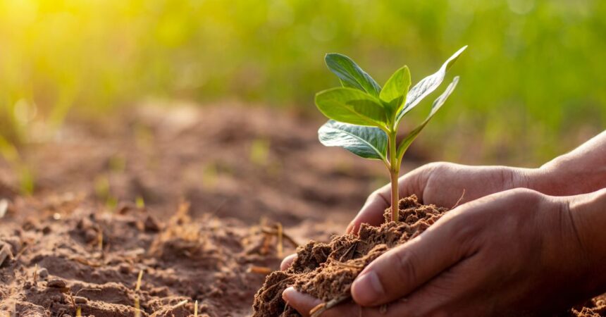 Las 10 mejores hortalizas para cultivar en marzo según tu hemisferio