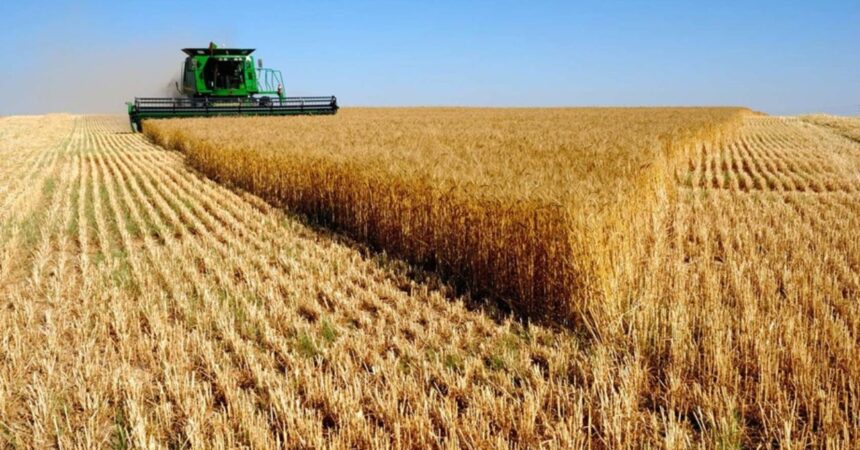 Agricultores advierten que La Araucanía perdió un 43% de superficie cultivada de trigo