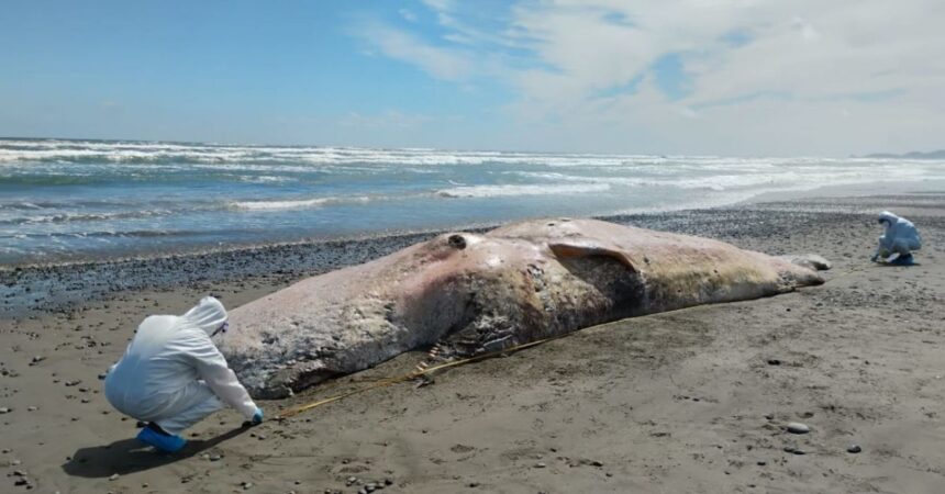 Hallan cachalote muerto en Chiloé: desconocidos robaron sus colmillos