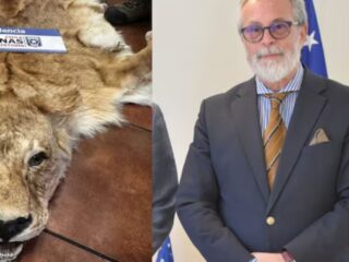 Embajador chileno investigado por contrabando de pieles de animales salvajes