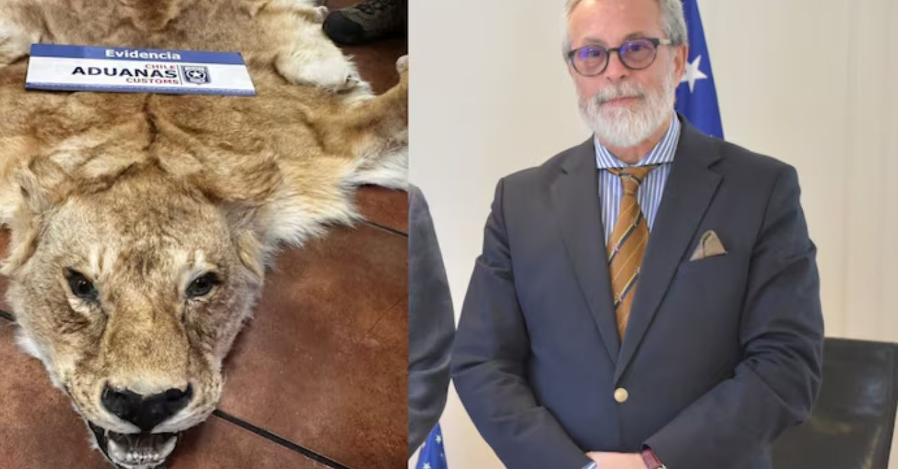 Embajador chileno investigado por contrabando de pieles de animales salvajes