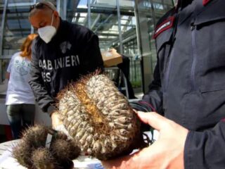 El tesoro de Atacama: cómo un cactus chileno se convirtió en el centro de una inédita operación policial en Italia