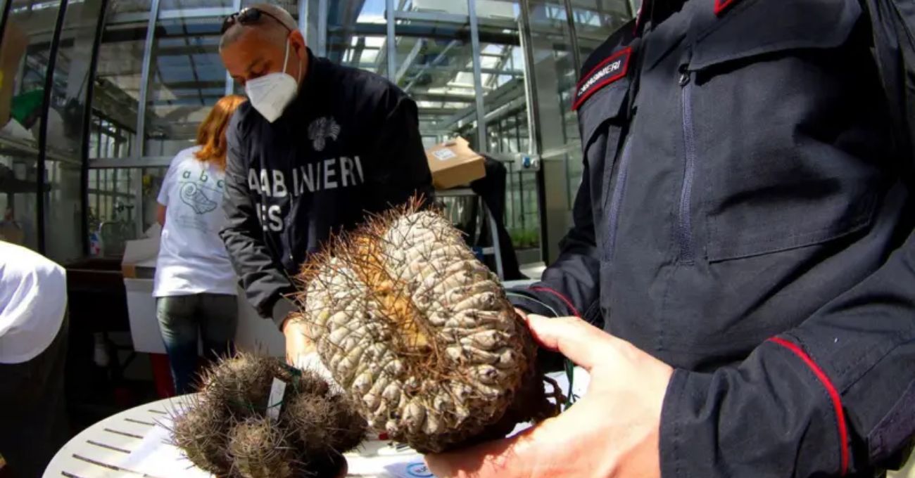 El tesoro de Atacama: cómo un cactus chileno se convirtió en el centro de una inédita operación policial en Italia