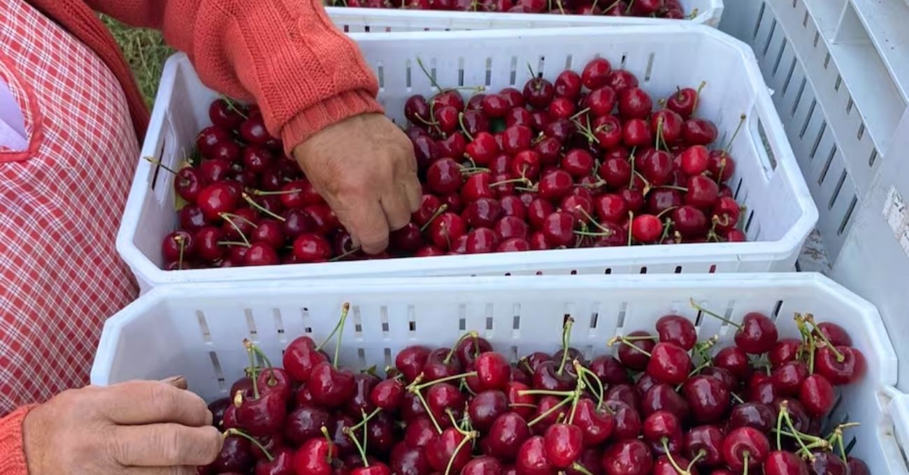 China rechaza 800 contenedores de cerezas chilenas: Estas son las razones del masivo rechazo