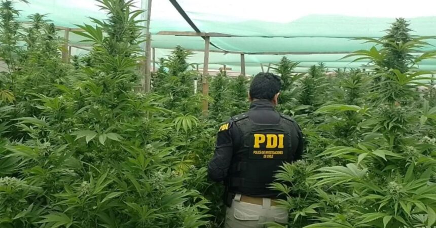 Incautan Millonario Cultivo de Cannabis, Armas y Municiones en Andacollo