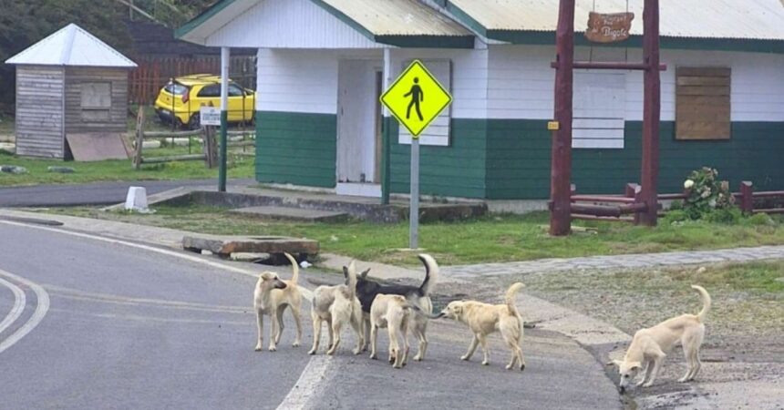 Preocupación en Osorno por sobrepoblación de perros callejeros y ataques de jaurías