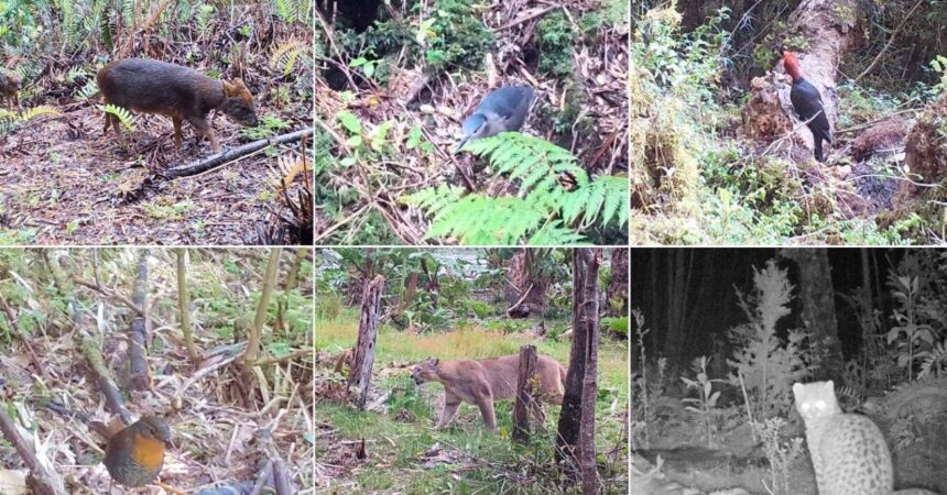 Aumenta presencia de fauna nativa en Parque Nacional Pumalín