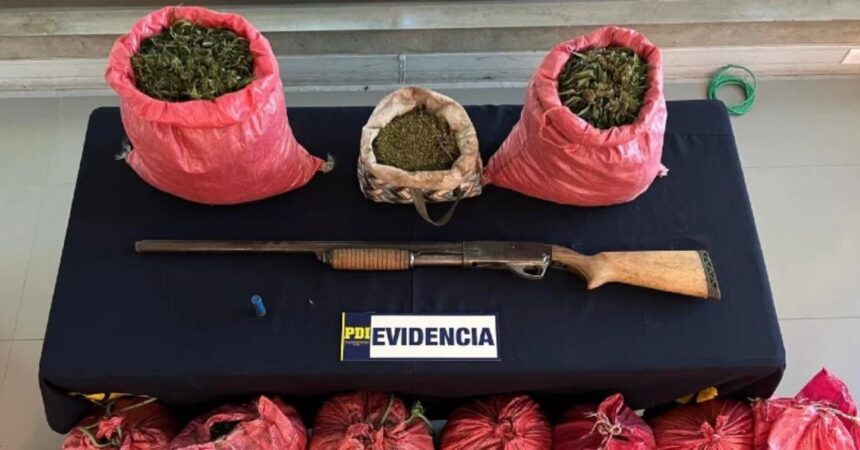 Desarticulan banda de cultivo de cannabis en Nogales: cinco detenidos