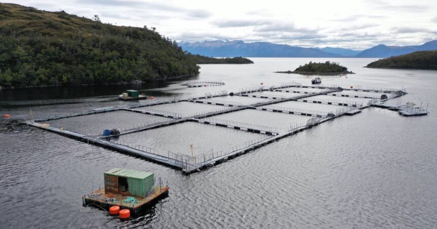 Impacto del arancel en la industria salmonera chilena y exportación de mitílidos