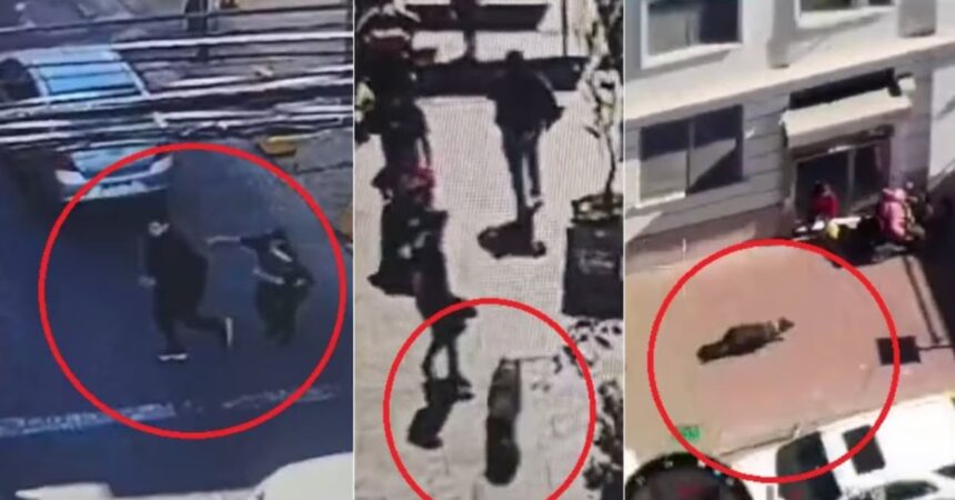 VIDEO | Carabineros de Quillota capturan a prófugo con ayuda de canina policial