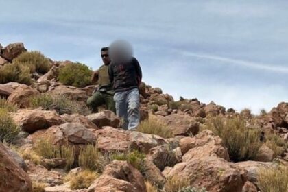 Hombre boliviano arrestado por cazar vicuñas en Antofagasta