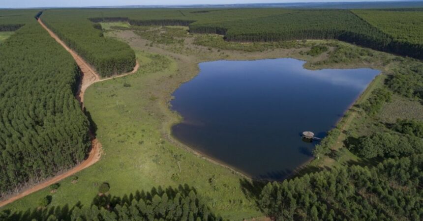 Arauco invierte en planta de celulosa en Brasil: desafíos y logros