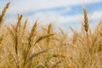 Guerra comercial de EEUU impacta producción de trigo en Chile