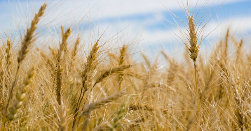 Guerra comercial de EEUU impacta producción de trigo en Chile
