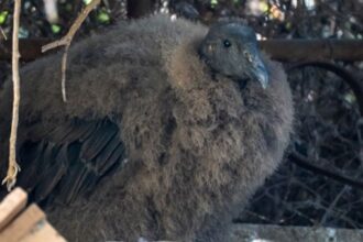 Nace un cóndor en peligro extinción en el Zoológico de Quilpué