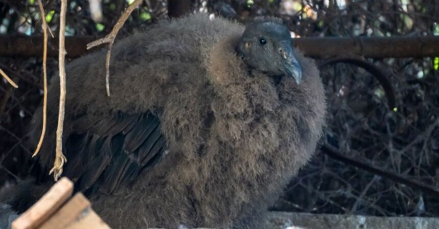 Nace un cóndor en peligro extinción en el Zoológico de Quilpué