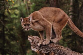 Investigan presunta caza ilegal de puma en Magallanes: denuncia en Torres del Paine