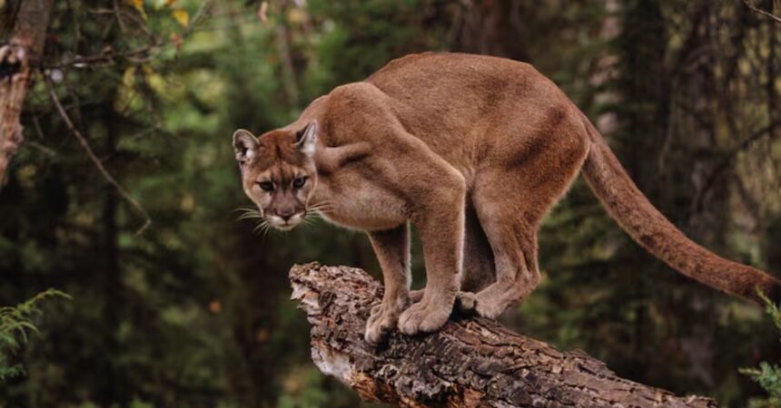 Investigan presunta caza ilegal de puma en Magallanes: denuncia en Torres del Paine