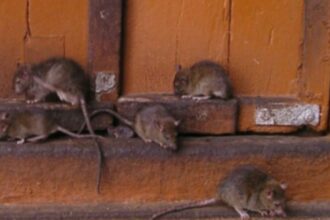 Denuncian plaga de ratones en Escuela Oriente de Quellón