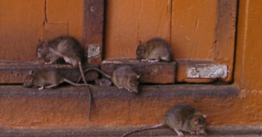 Denuncian plaga de ratones en Escuela Oriente de Quellón