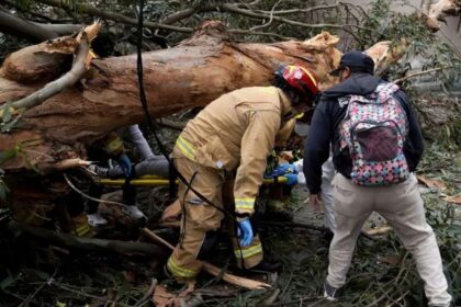 Trabajador queda gravemente herido tras ser aplastado por un árbol en faenas forestales en Los Ángeles