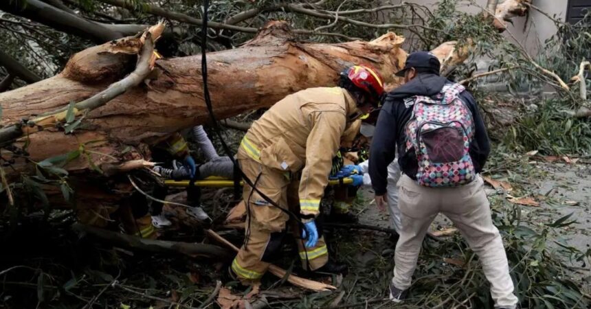 Trabajador queda gravemente herido tras ser aplastado por un árbol en faenas forestales en Los Ángeles
