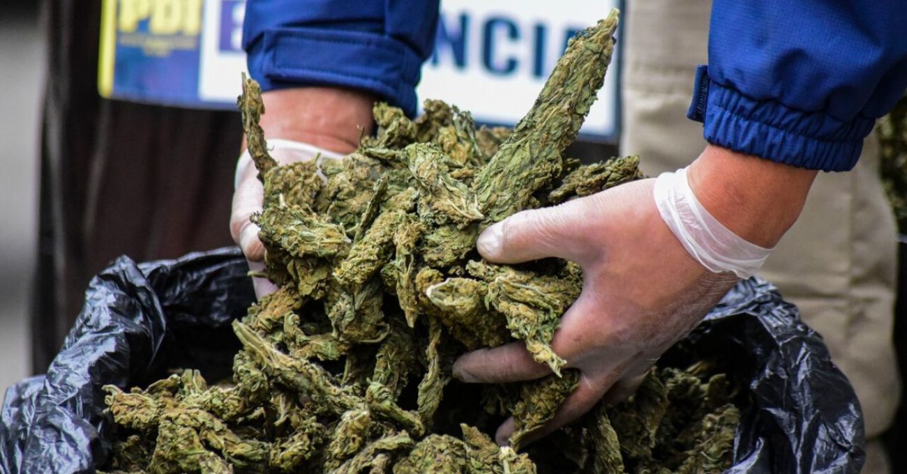 Mafia china condenada a 45 años por cultivo de marihuana