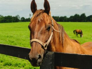 Trágico fallecimiento de niño tras ser atacado por caballo en Vichuquén